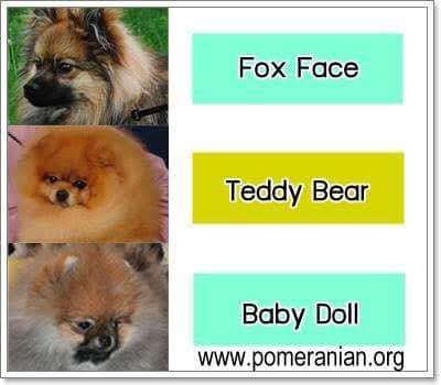 pomeranian fox face